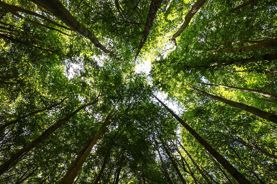 View of the tops of trees, looking up from the ground. Represents Premier Modular's pledge to sustainability